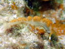 Moridilla brockii