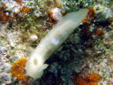 Gymnodoris citrina