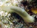 Gymnodoris citrina