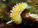 Cadlinella ornatissima