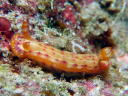 Hypselodoris maculosa