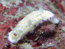 Goniobranchus rufomaculata