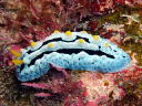 Phyllidia coelestis