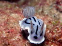 Chromodoris willani