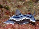 Chromodoris willani