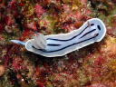 Chromodoris willani