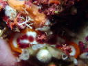 Hypselodoris purpureomaculosa