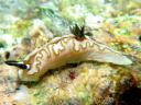 Glossodoris atromarginata