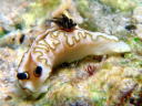 Glossodoris atromarginata