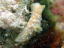 Gymnodoris okinawae