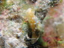 Gymnodoris okinawae