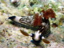 Nembrotha lineolata