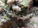 Flabellina bicolor