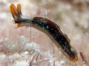 Thuridilla splendens