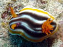 Chromodoris magnifica