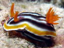 Chromodoris magnifica