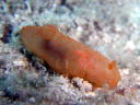 Gymnodoris inornata