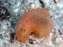 Gymnodoris inornata