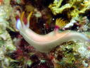 Hypselodoris bullocki