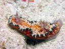 Glossodoris cincta