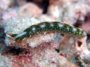 Thuridilla splendens