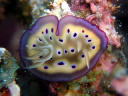 Goniobranchus kuniei