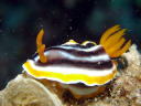 Chromodoris magnifica