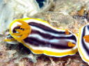 Chromodoris magnifica