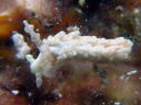 Aeolidiella alba