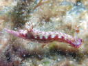 Hypselodoris maculosa