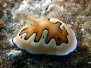 Goniobranchus coi