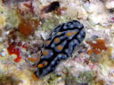 Phyllidia exquisita