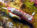 Goniobranchus decora