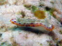 Goniobranchus decora