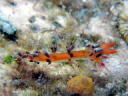 Flabellina exoptata