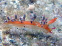 Flabellina exoptata