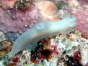 Gymnodoris sp. 1