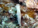 Gymnodoris sp. 1