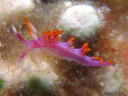 Flabellina rubropurpurata