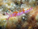 Flabellina rubropurpurata