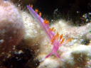 Flabellina rubropurpurata