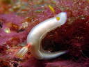 Hypselodoris bullocki