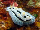 Phyllidia coelestis