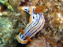 Chromodoris colemani