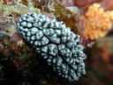 Phyllidiopsis fissuratus