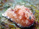 Chromodoris sp. 1