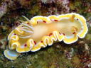 Glossodoris cruenta