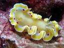 Glossodoris cruenta