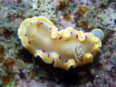 Glossodoris cruenta