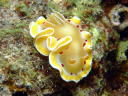 Glossodoris cruenta